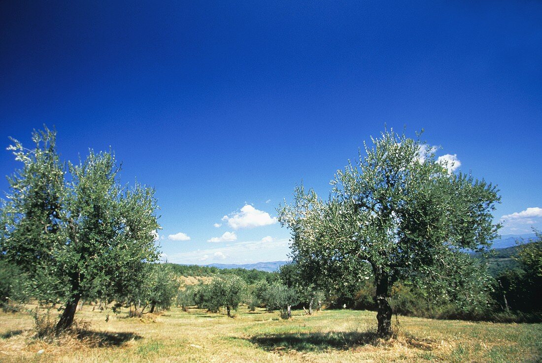 Zwei Olivenbäume in der Toskana