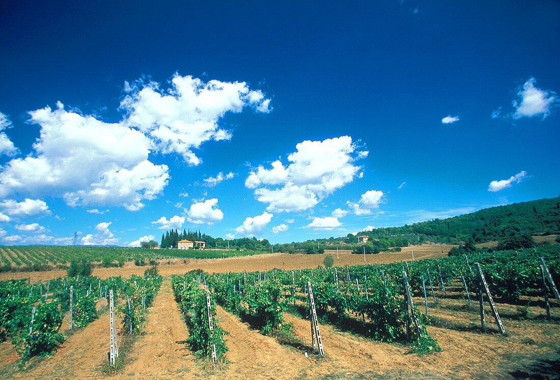 Weingarten in der Toskana unter blauem Himmel