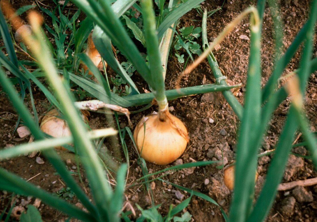 Onion Growing Outdoors