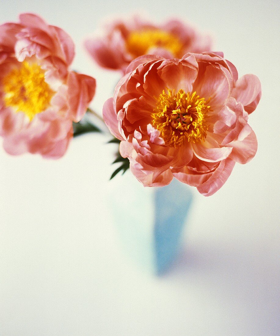 Pink Peonies in a Vase