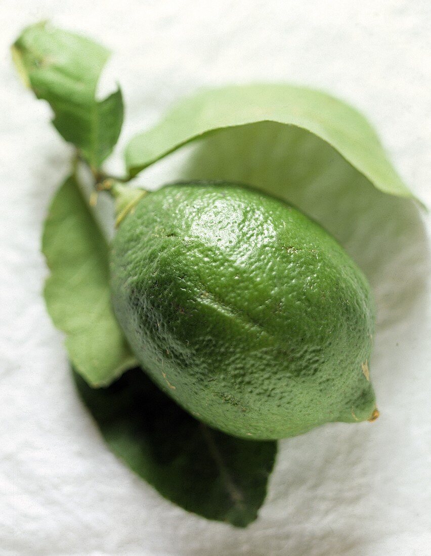 A Single Lime