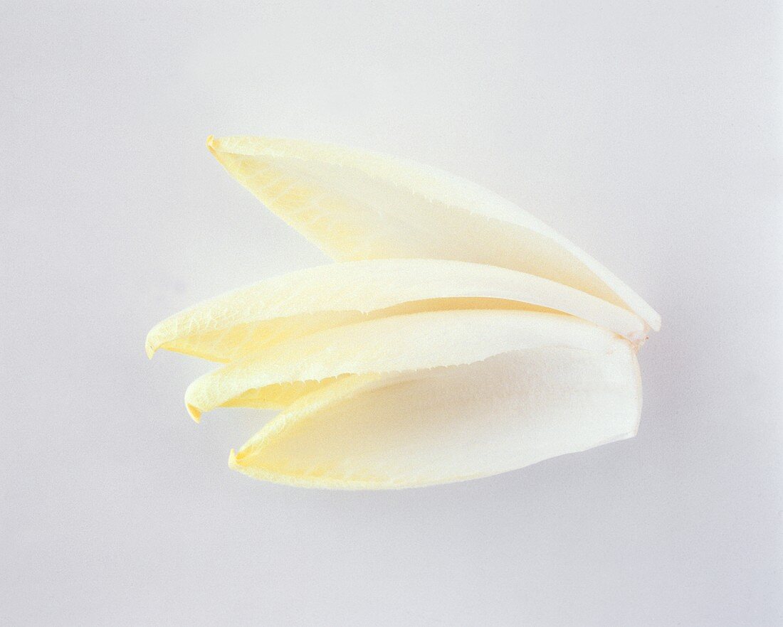 A Belgian Endive