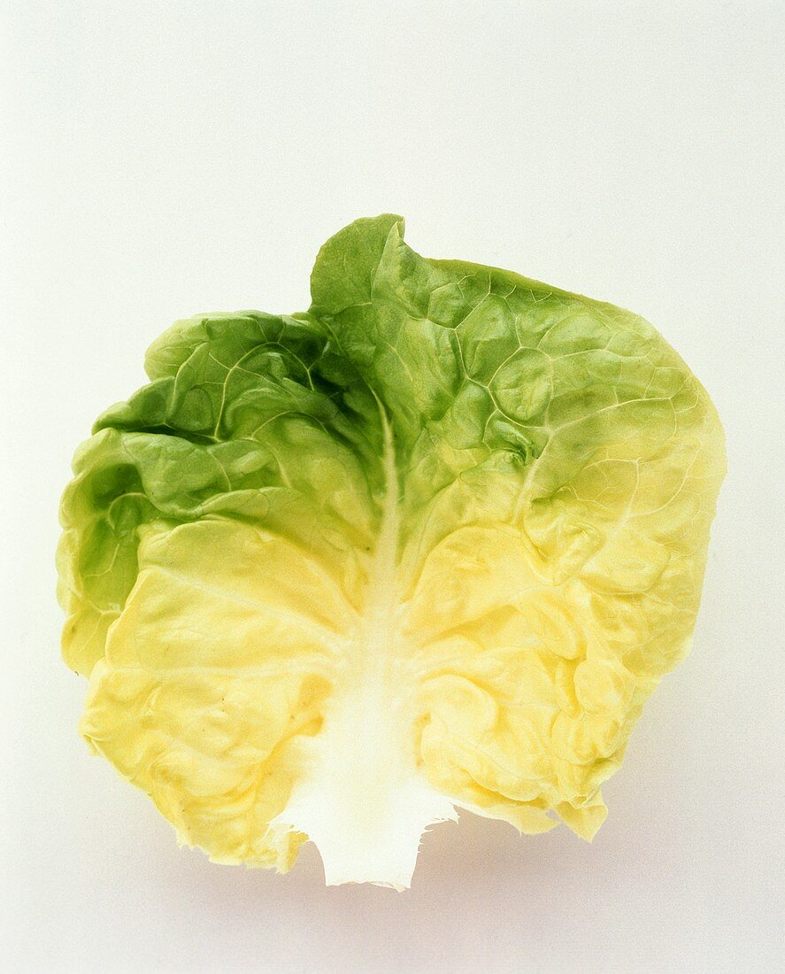 Bib Lettuce Leaf