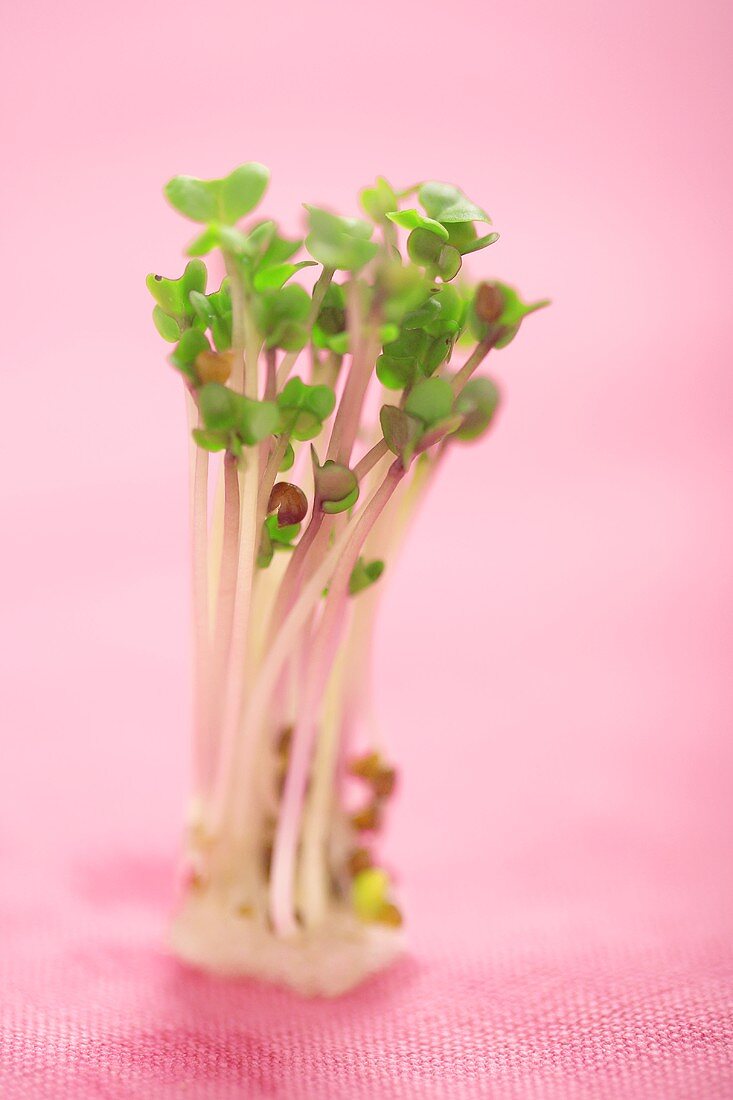 Broccolisprossen auf rosa Untergrund