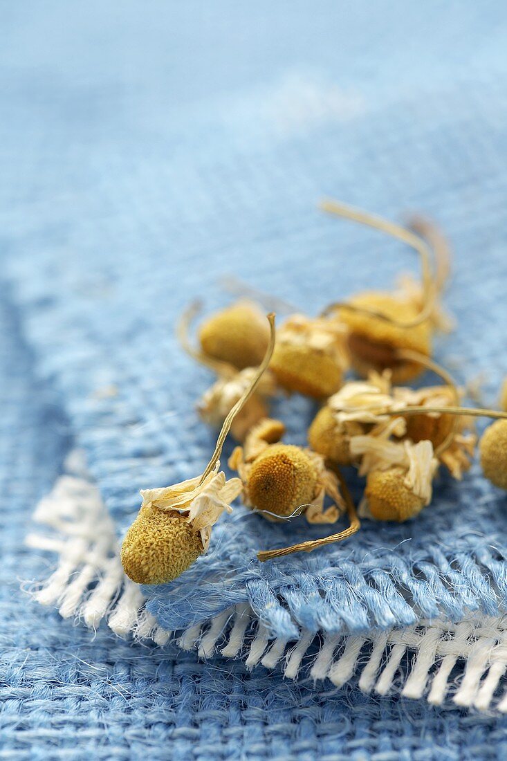 Dried chamomile flowers on blue fabric