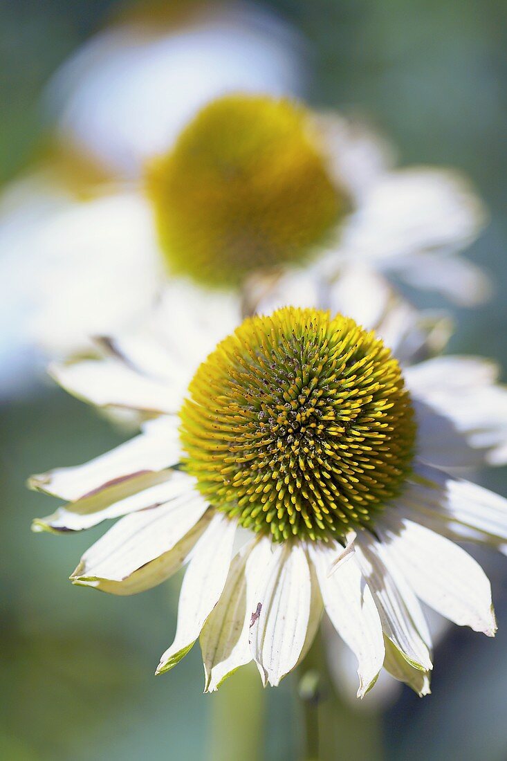 White echinacea flowers out of doors (close-up)