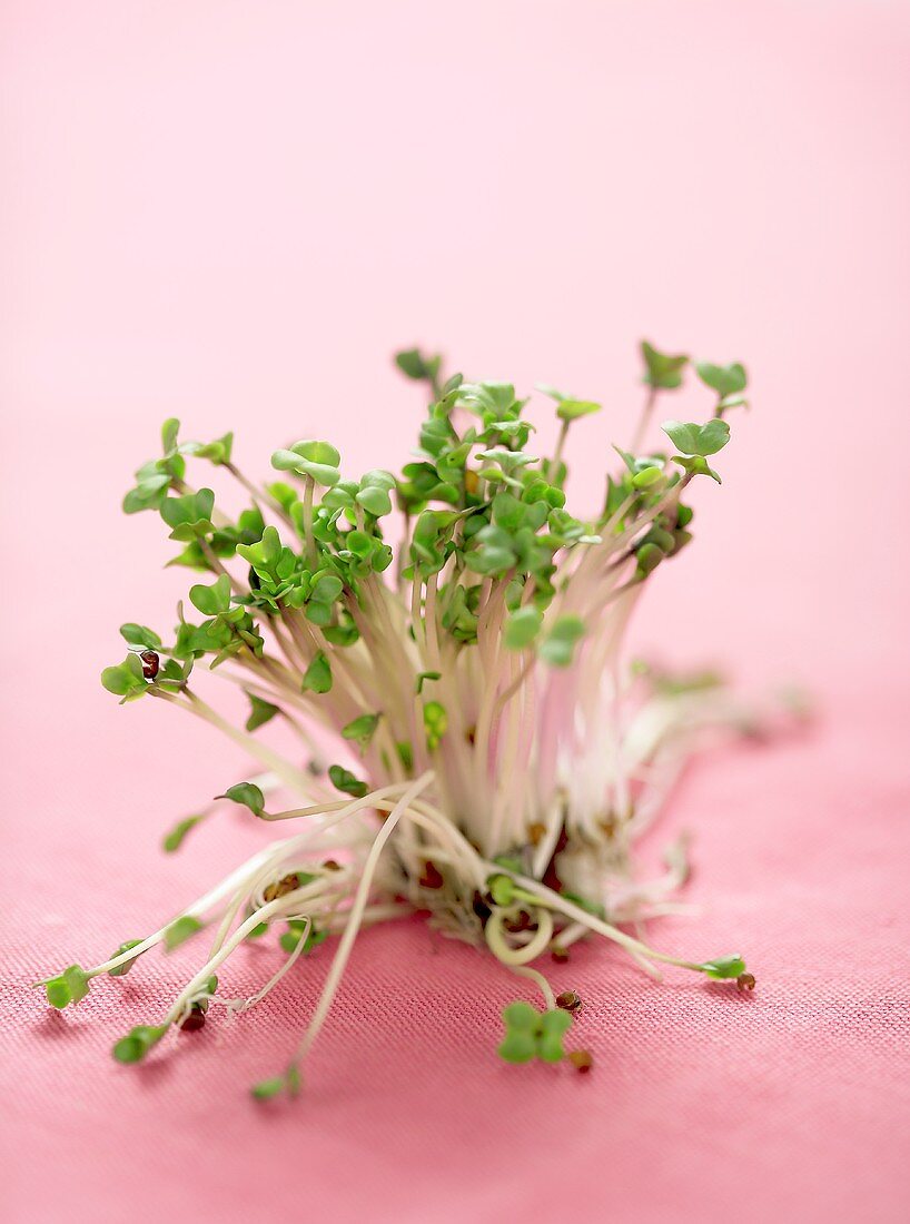 Broccoli sprouts on pink background