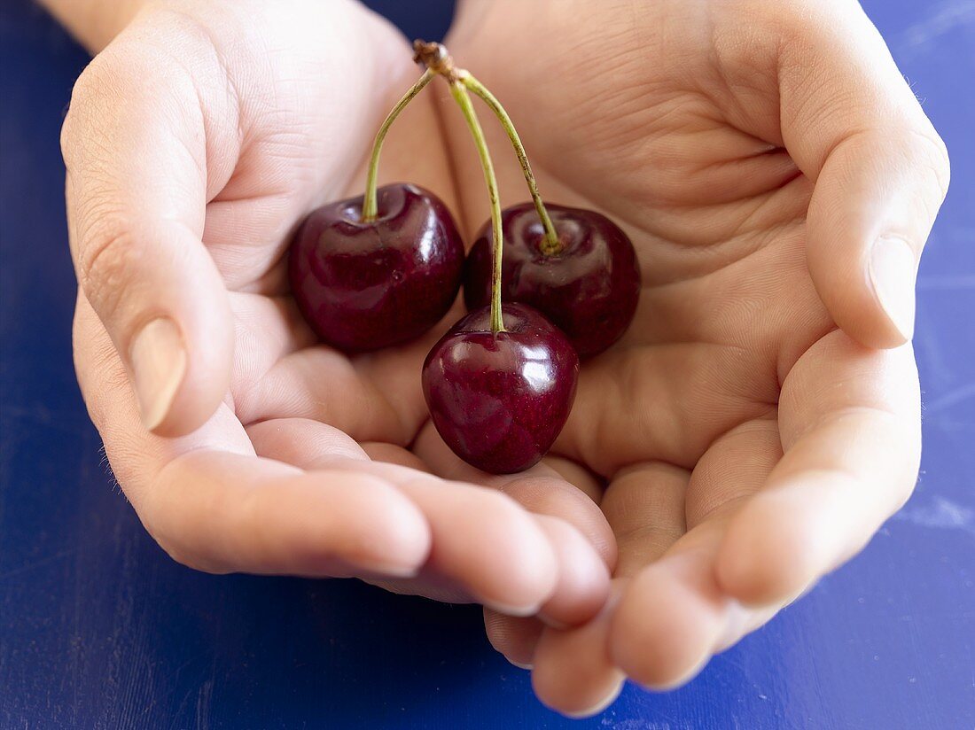 Hands holding three cherries on a stalk