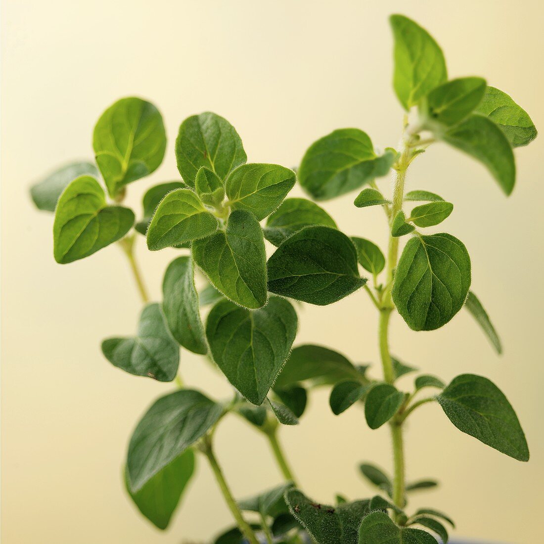 Three sprigs of oregano