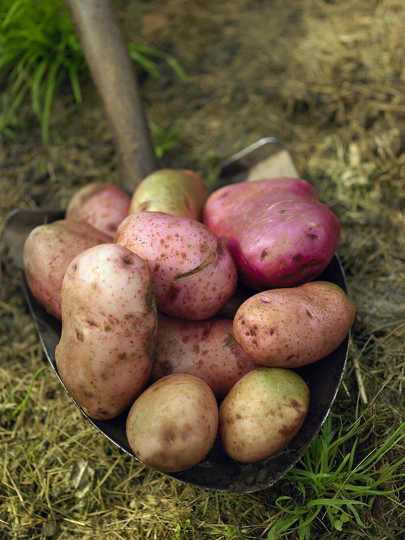 Frisch geerntete Kartoffeln auf Schaufel im Gras