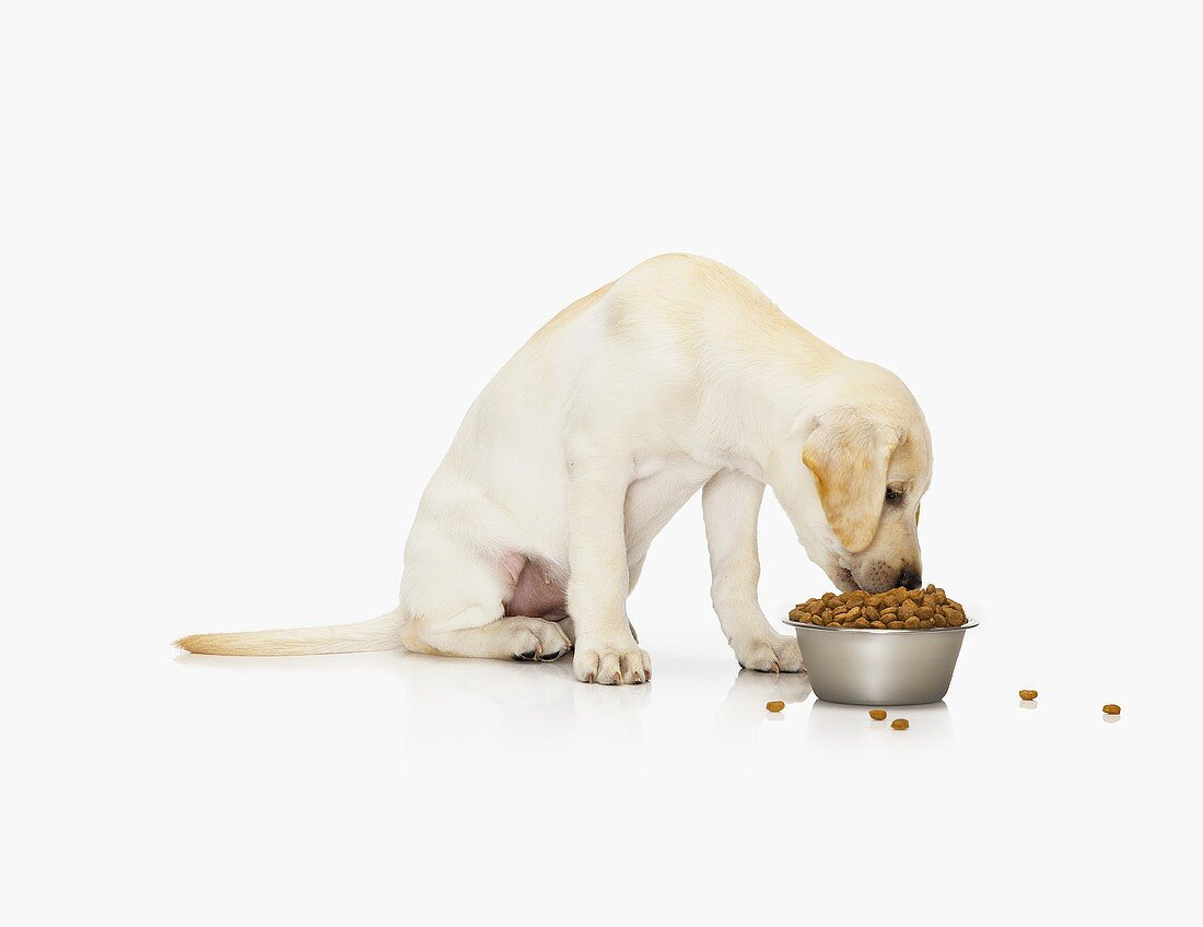 Sitzender Hund frisst Trockenfutter aus Schüssel