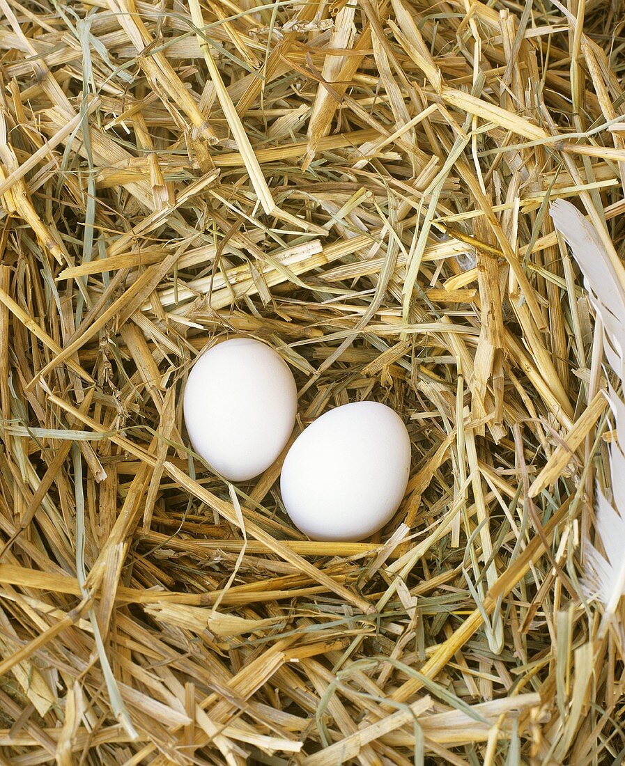 Zwei Eier im Nest
