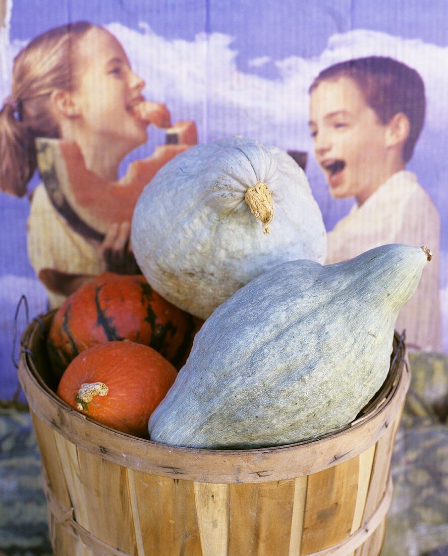 Basket of squashes (Hubbard squash) in front of poster