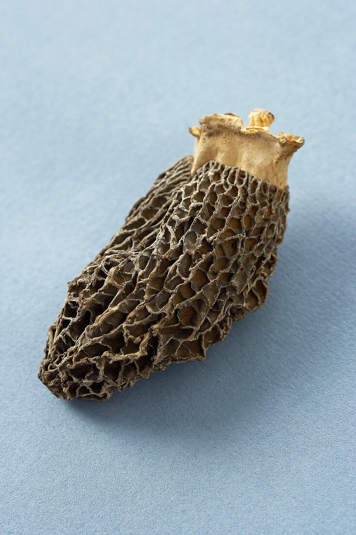 A Single Morel Mushroom on a Blue Background