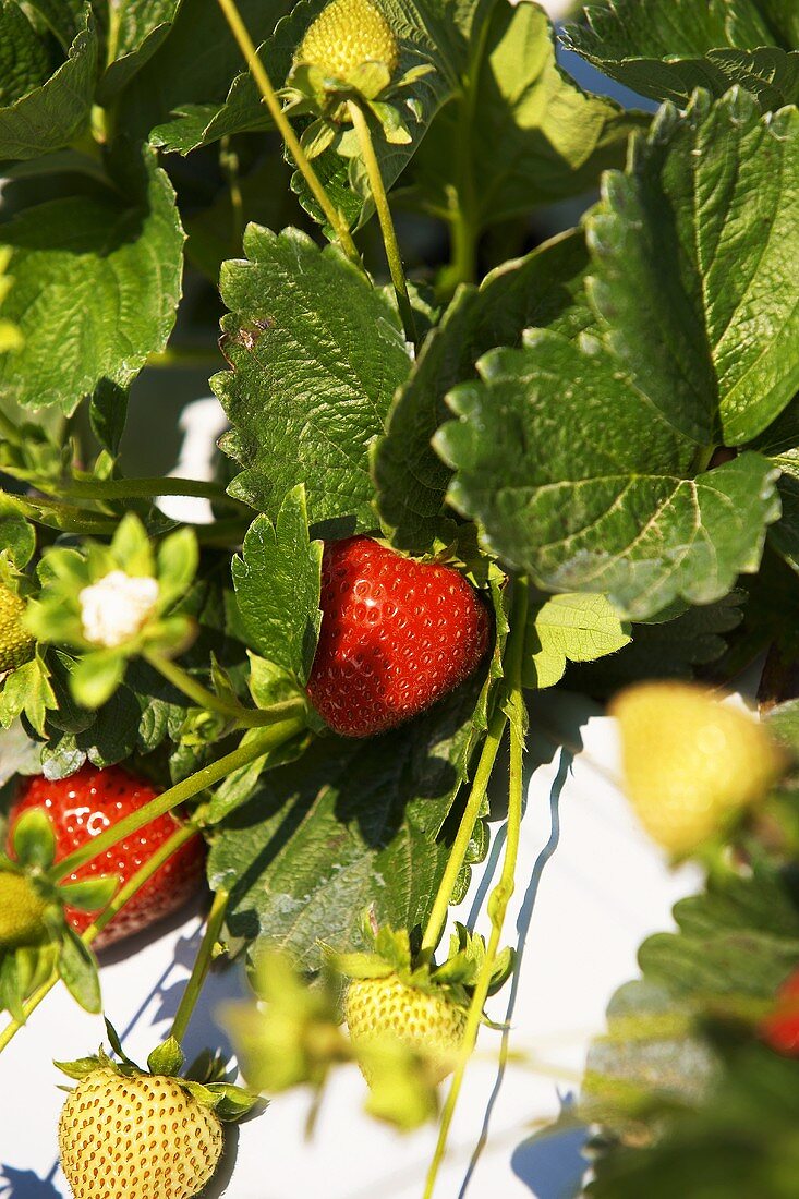 Ripe and Unripe Strawberries on the Plant
