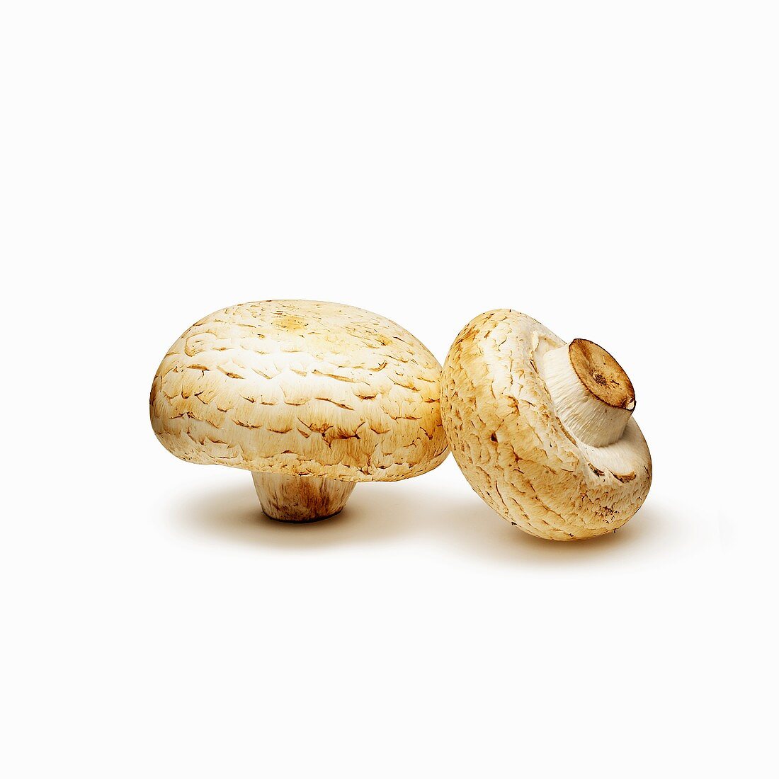 Two Button Mushrooms