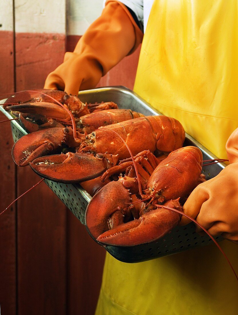 A Fisherman Carrying a Tray of Steamed Lobsters