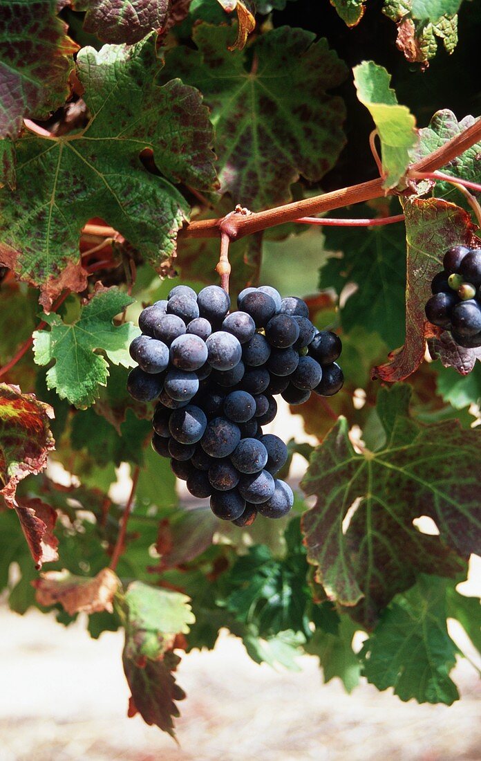 Bunch of Sauvignon Grapes Growing on the Vine at Steenburg Estate