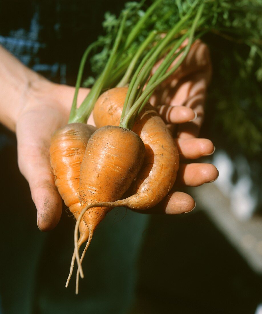 Hand hält frische Karotten