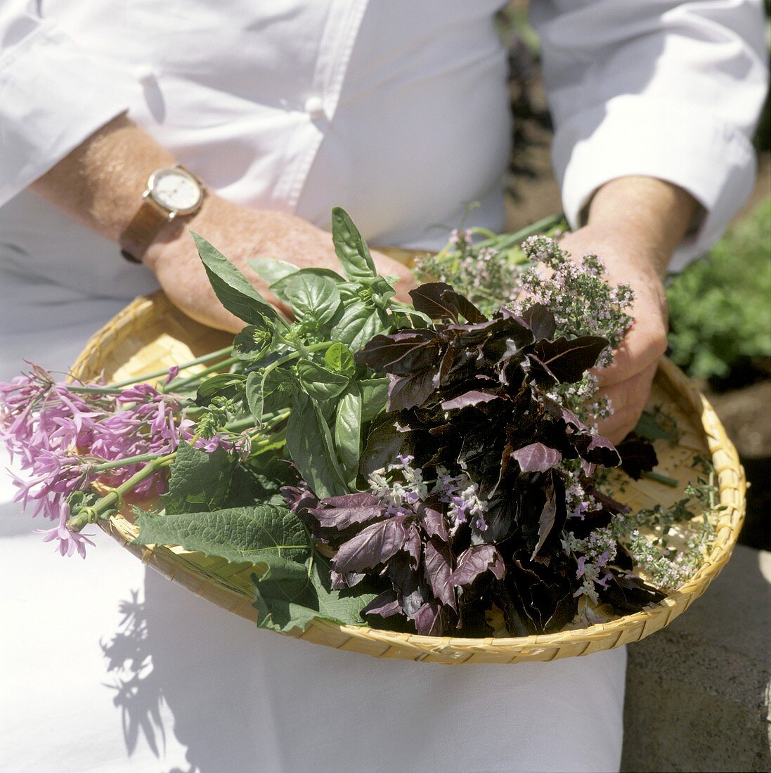 Chef Holding Herbs