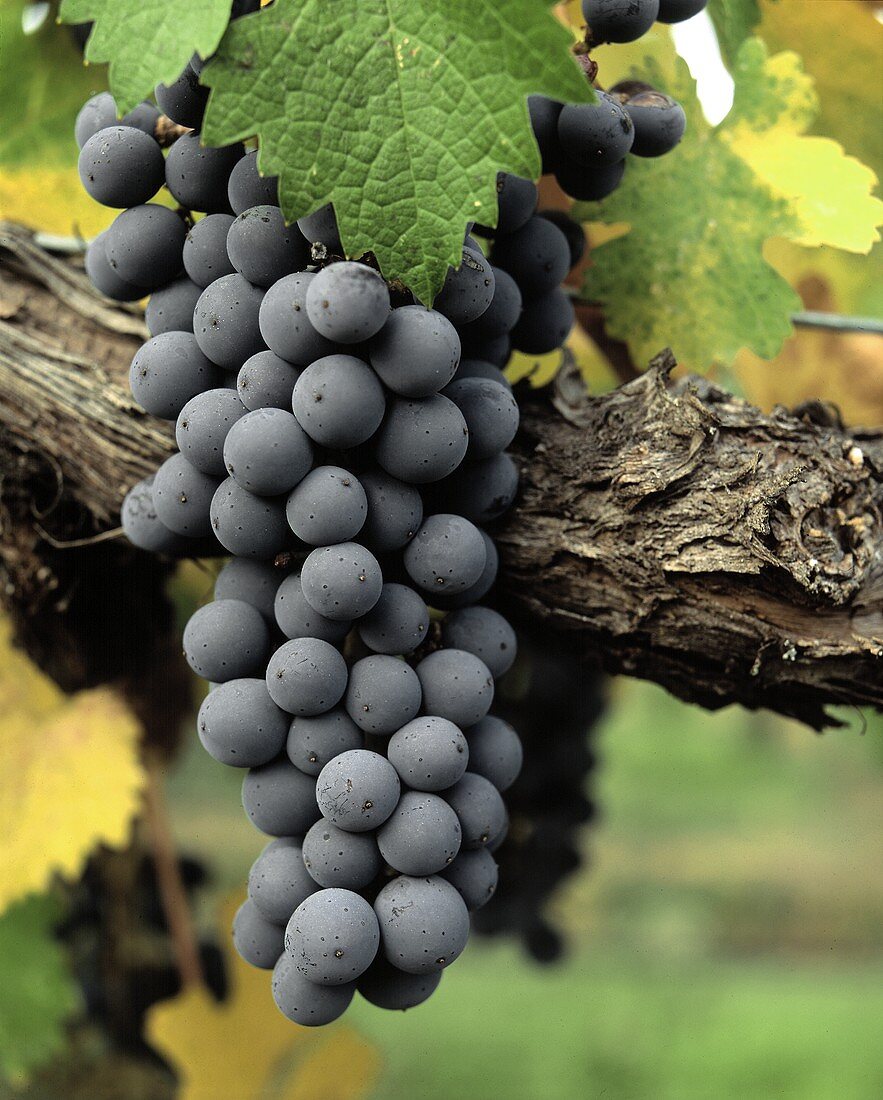 Single Cluster of Cabernet Sauvignon Grapes