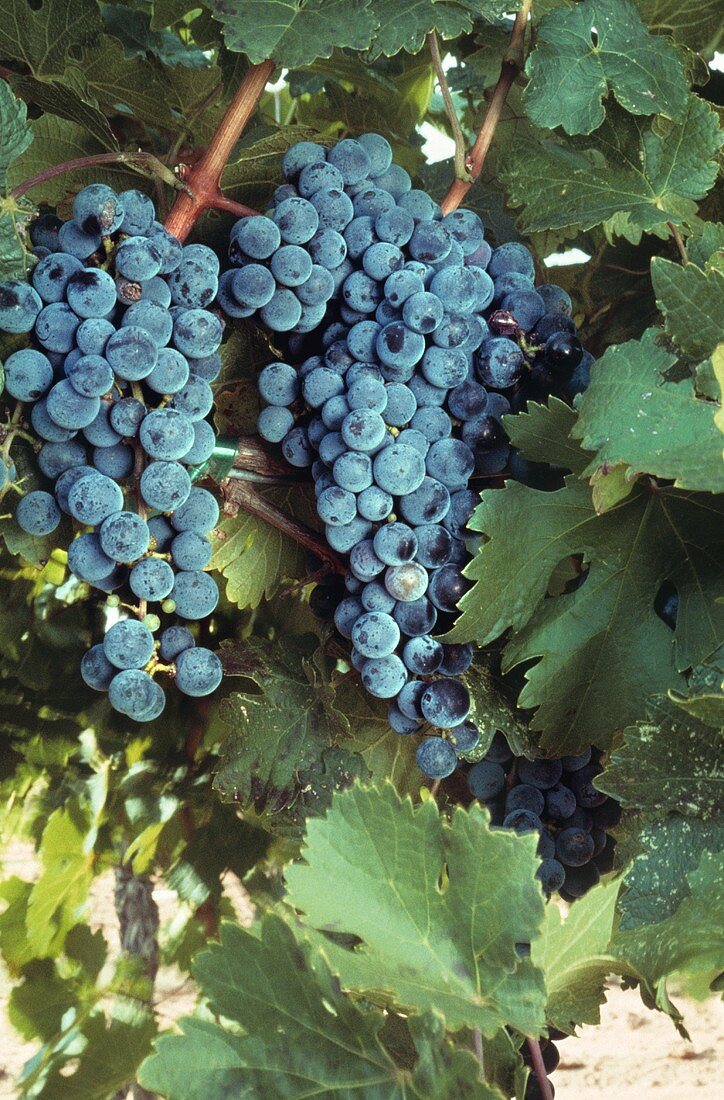 Red Grapes on Vine