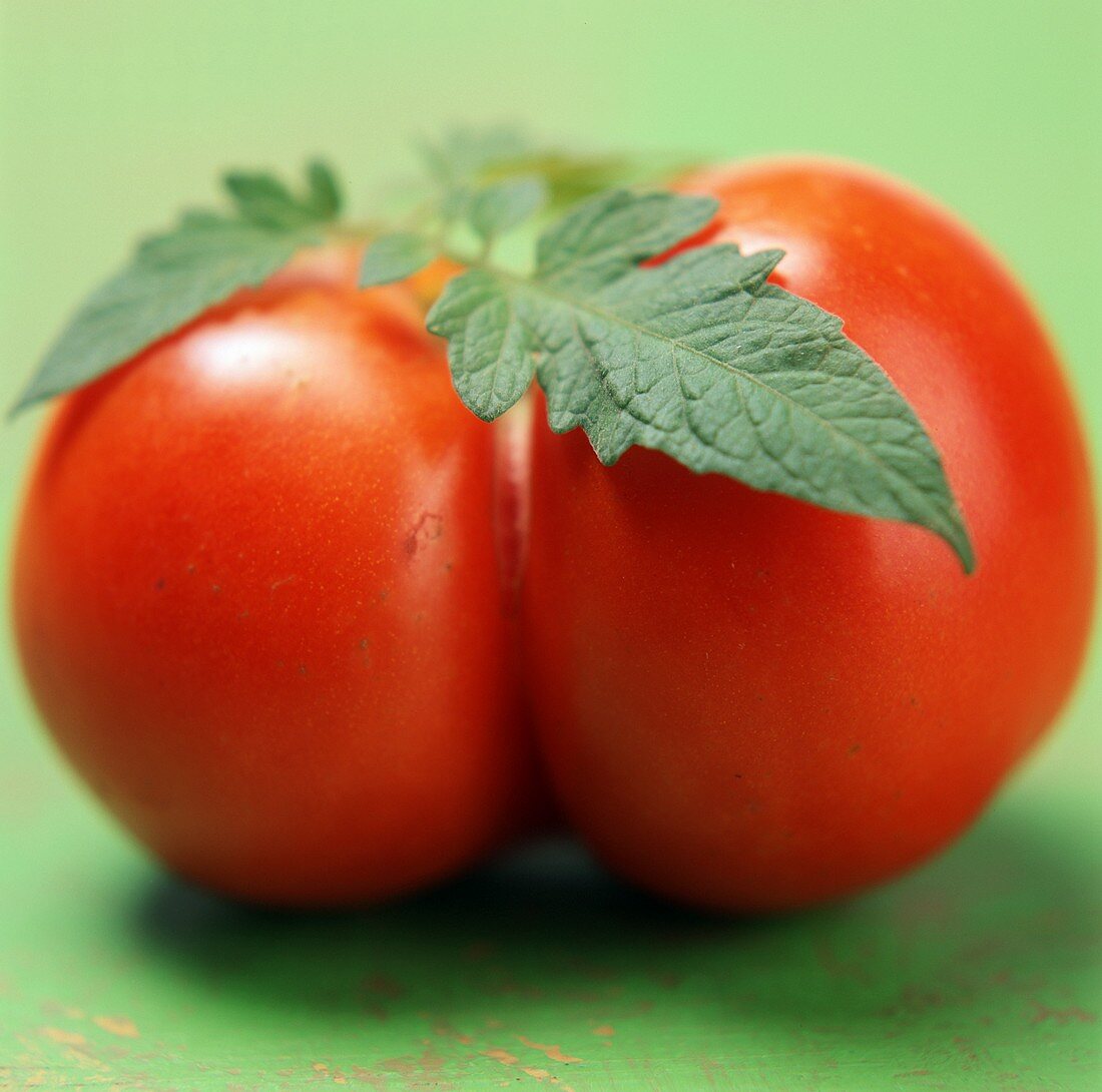 Eine Tomate auf grünem Untergrund