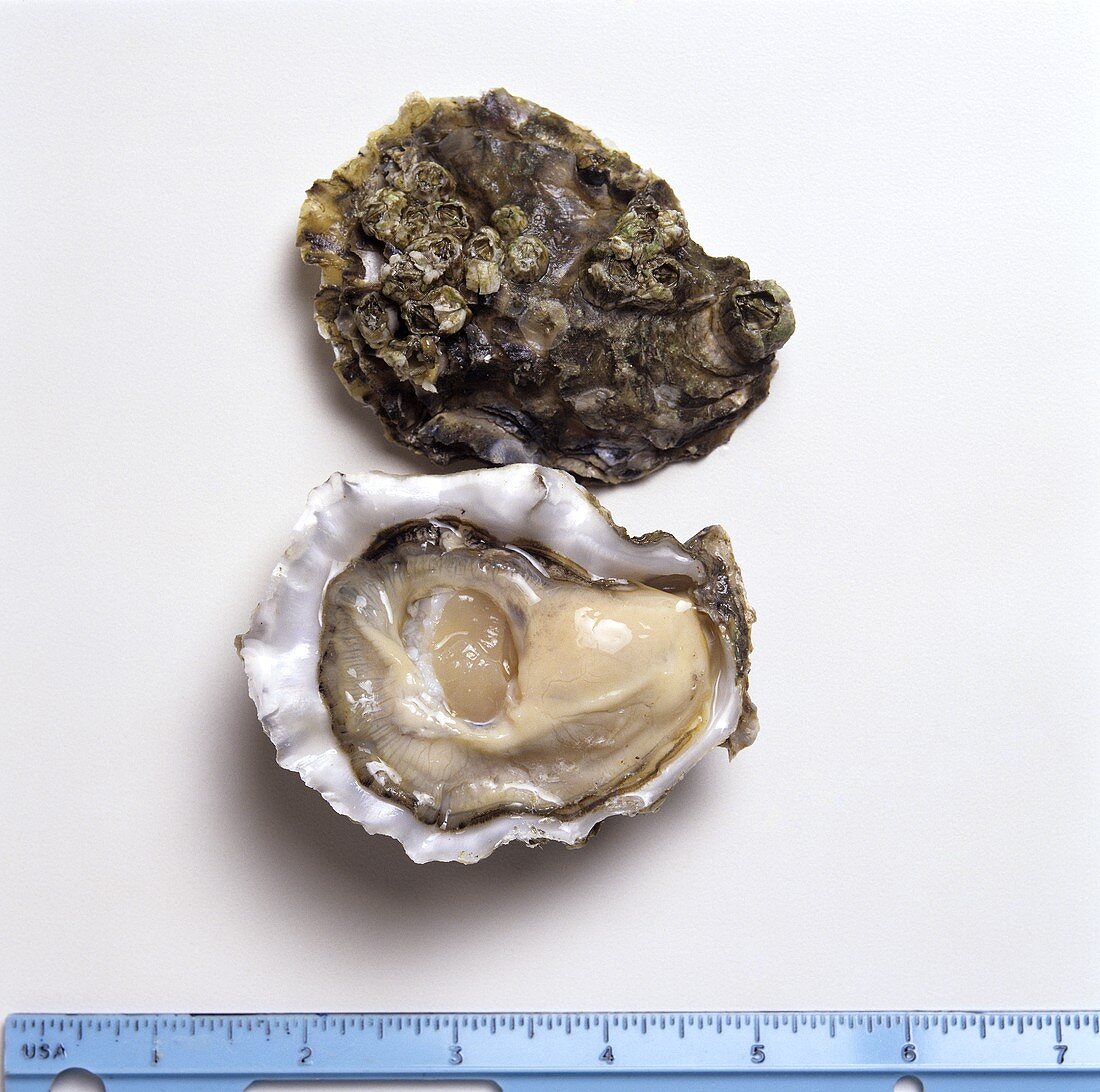 Hood Canal Oyster