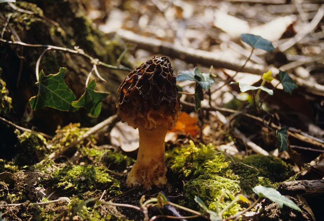 Morchel wächst im Wald