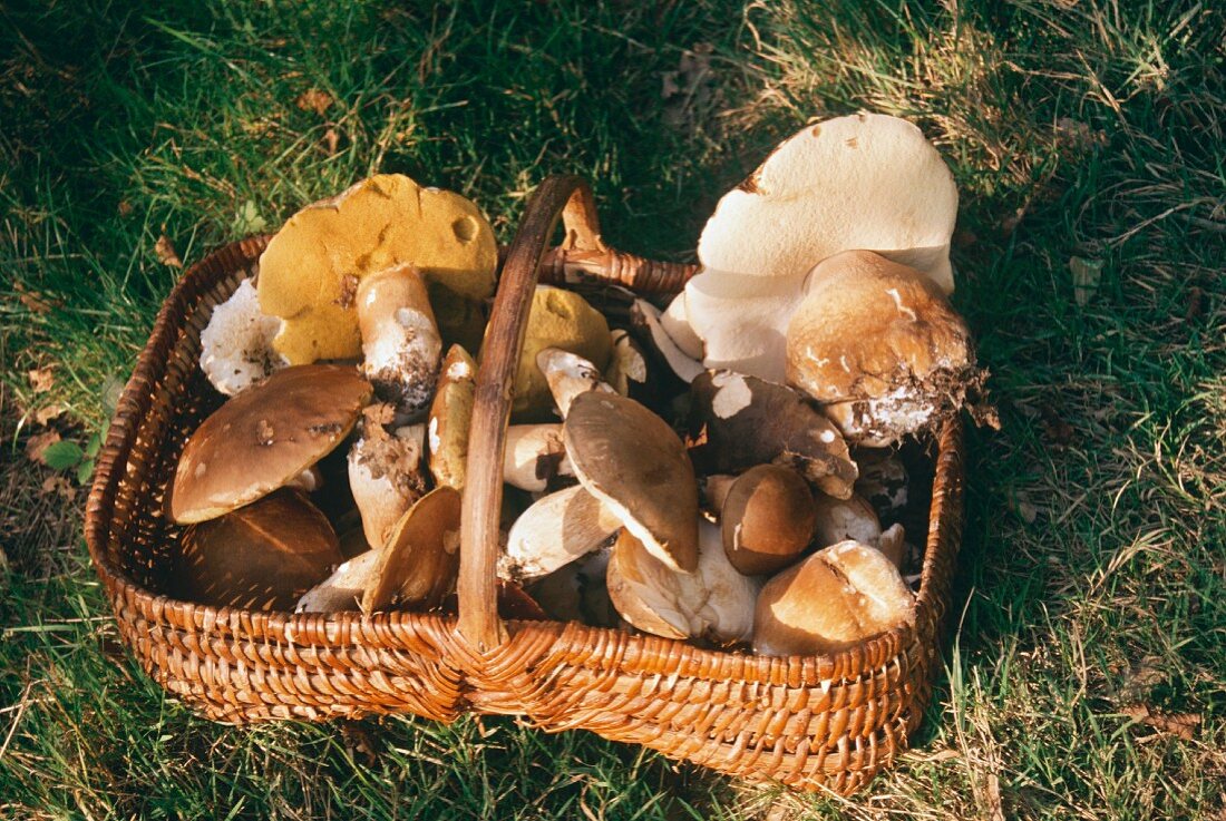 Frische Waldpilze im Korb auf einer Wiese