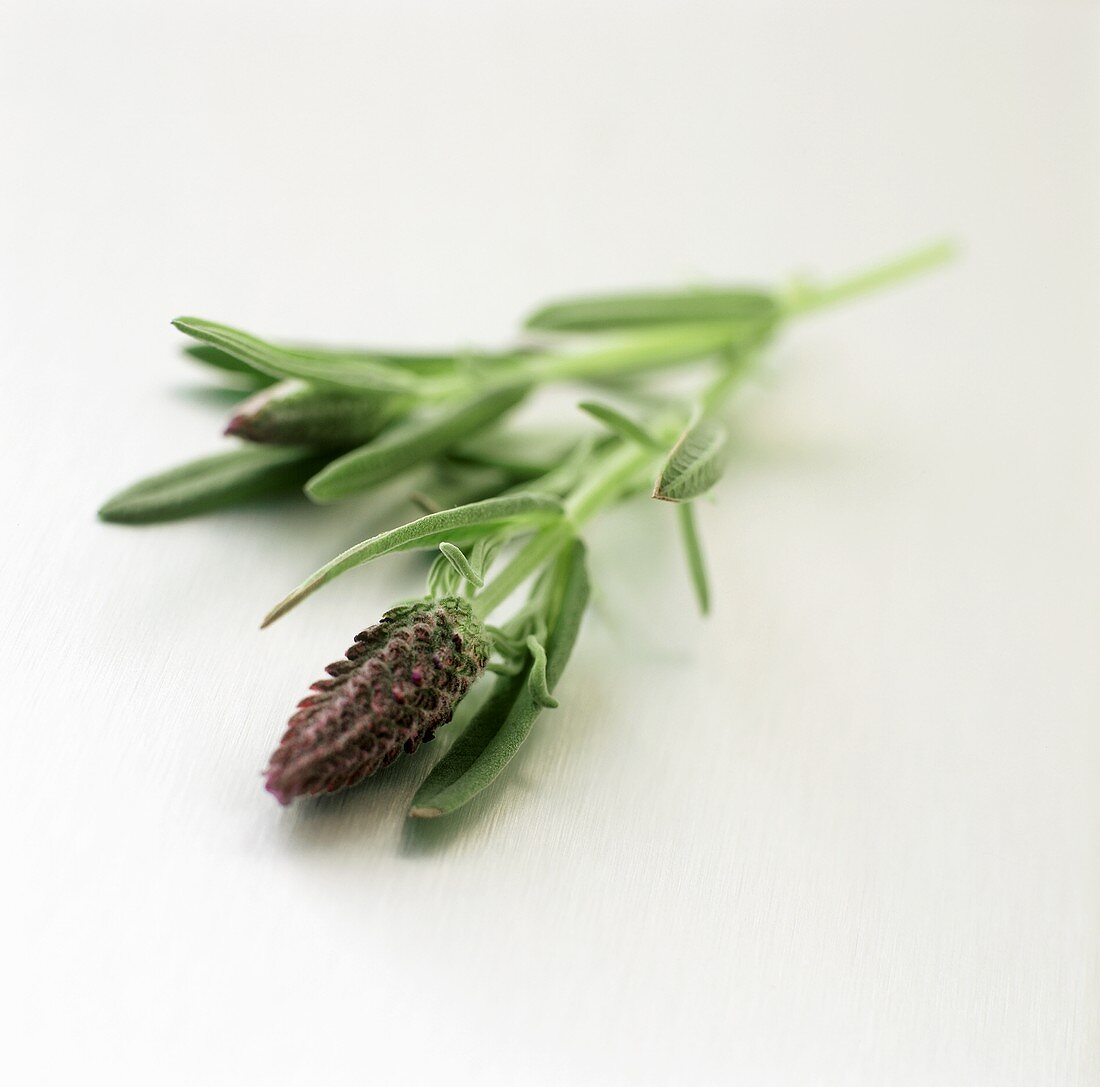 Two Lavender Buds