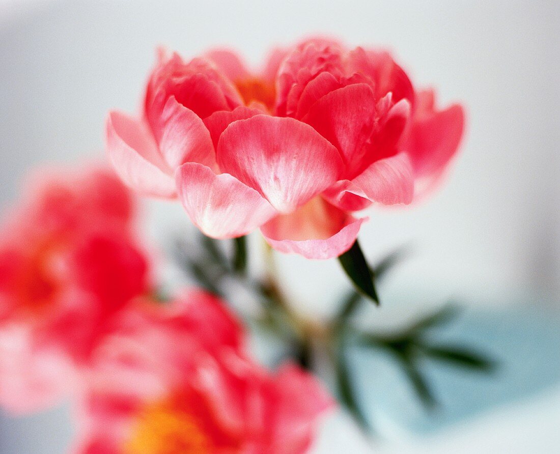 Peony Flower