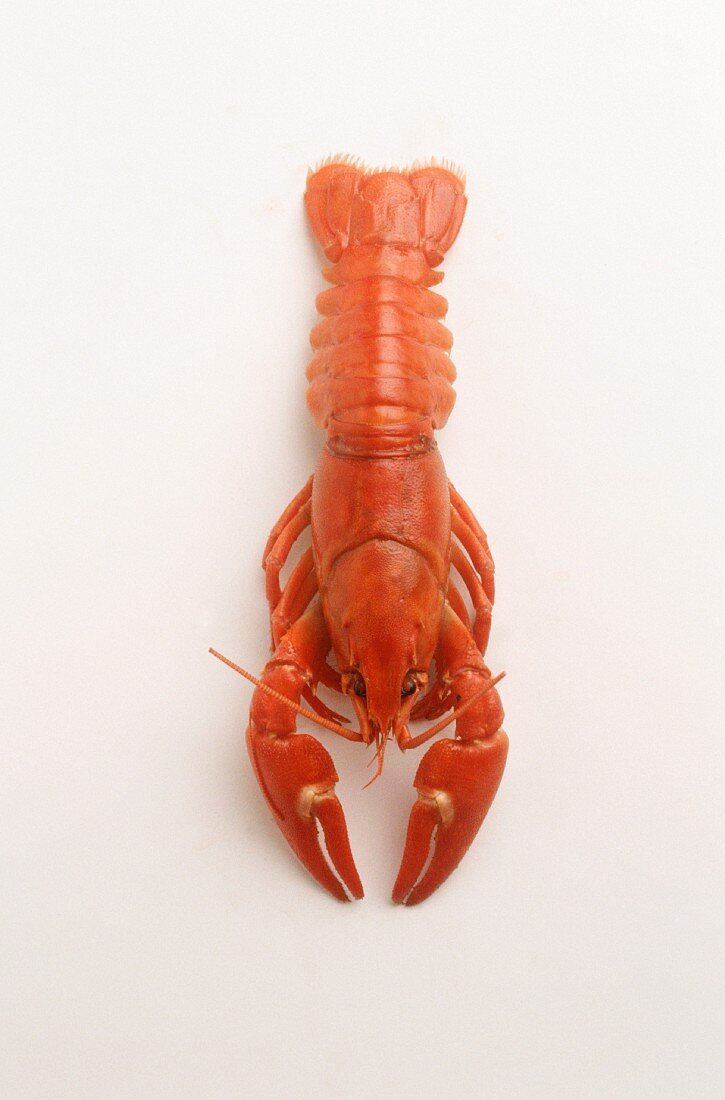 A cooked crayfish