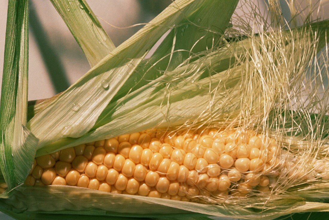 Ear of Corn with Husk