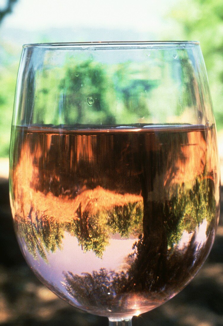 Weinstöcke spiegeln sich im Weinglas