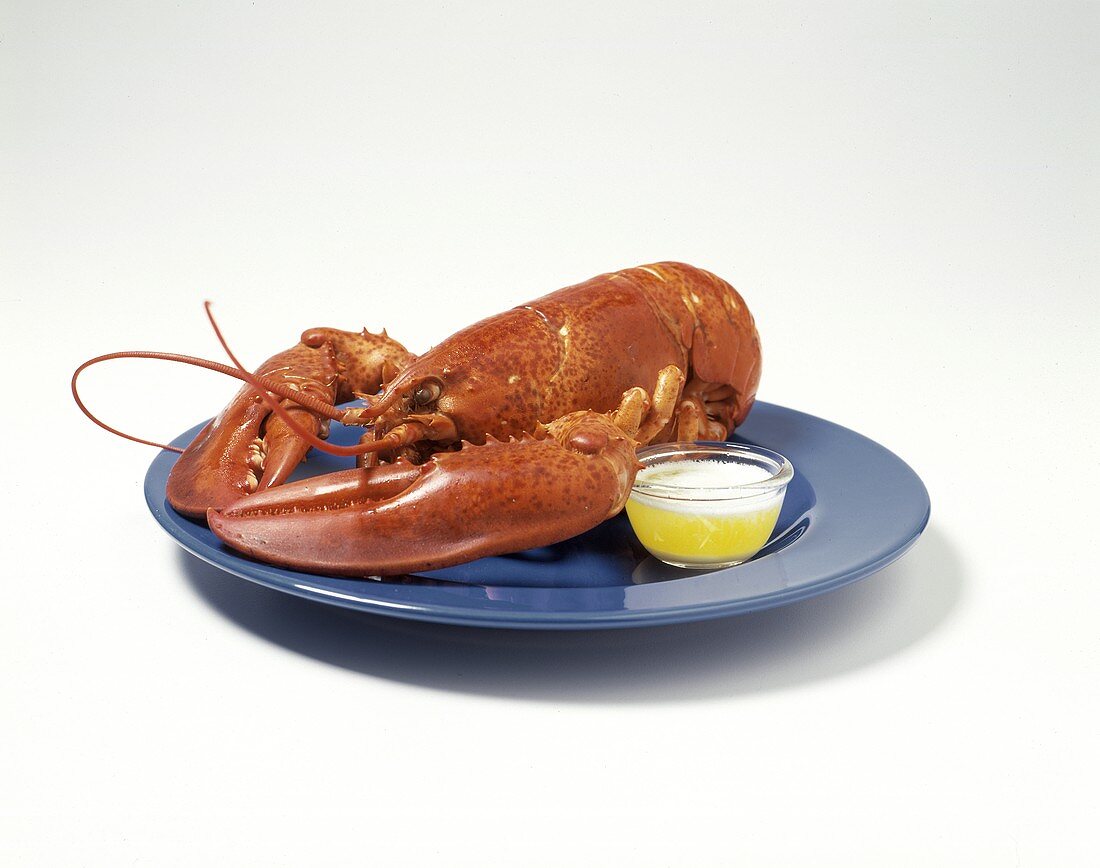 Cooked Lobster with Drawn Butter