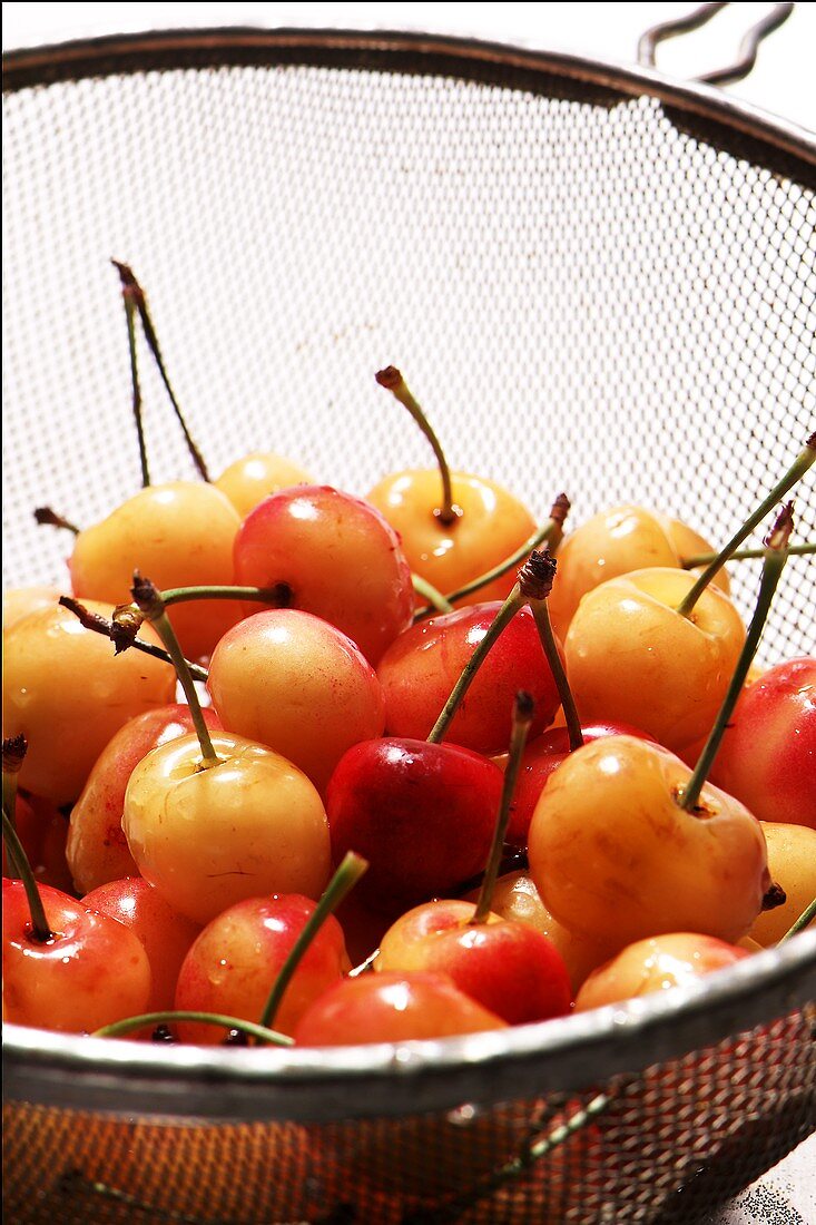 Montmorency Cherries in a Colander