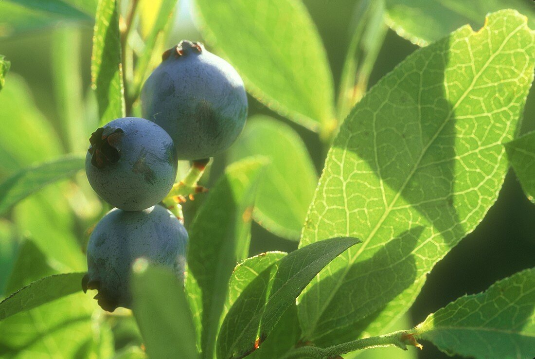 Wild Maine Blueberries on a Bush