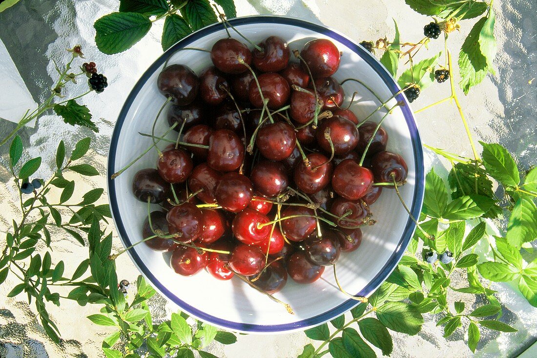 Bing Cherries in a Bowl