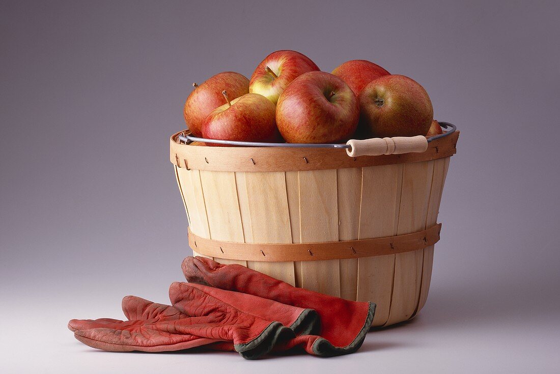 Äpfel der Sorte Braeburn in Eimer, davor Handschuhe