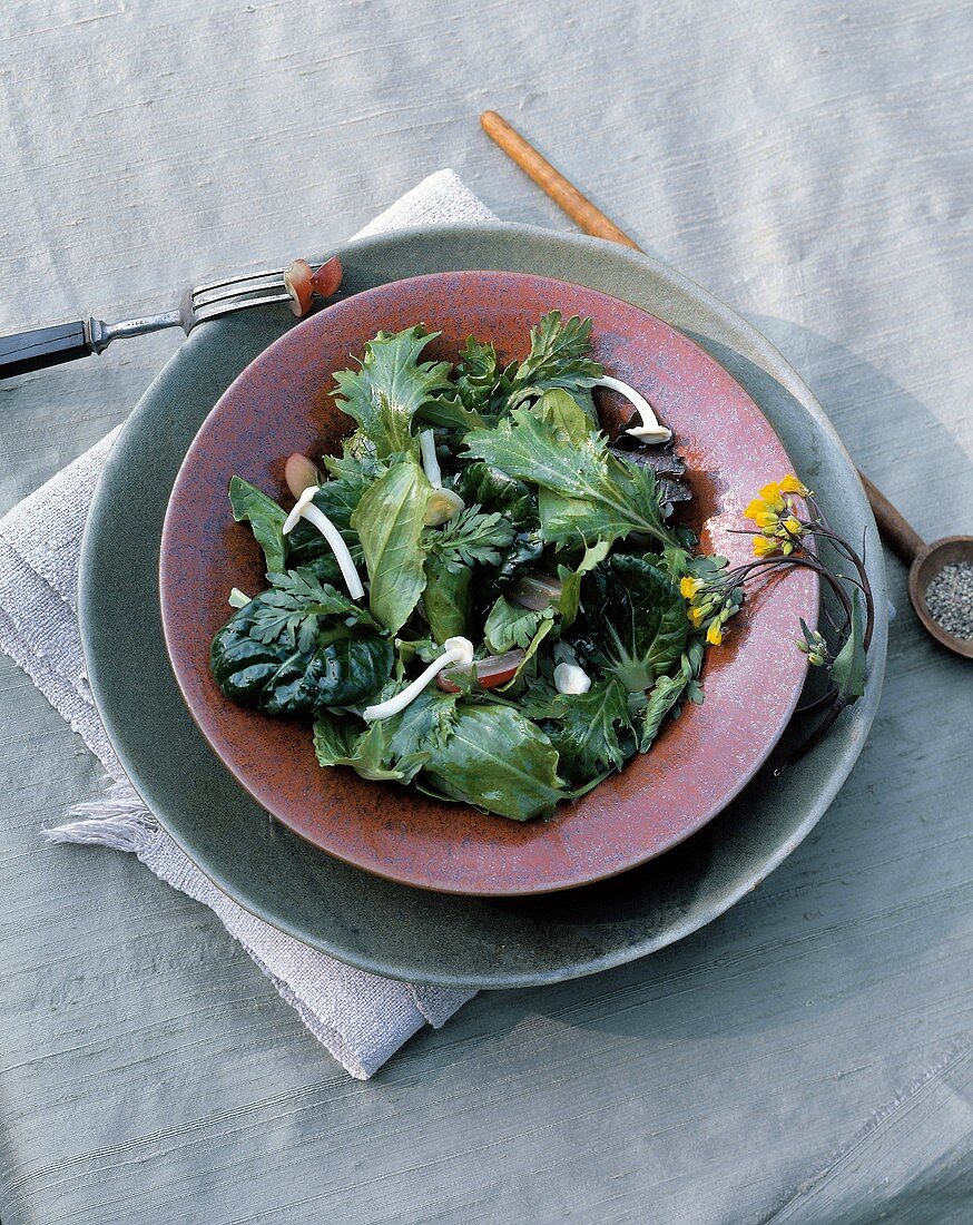 Gemischter Blattsalat mit Mangold und Enokitaken