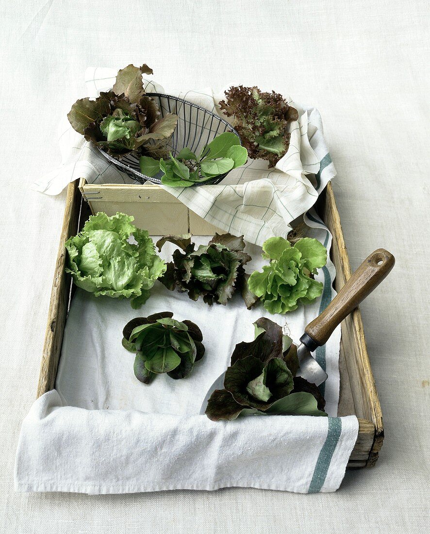 Verschiedene Salate mit kleiner Schaufel in einer Holzkiste