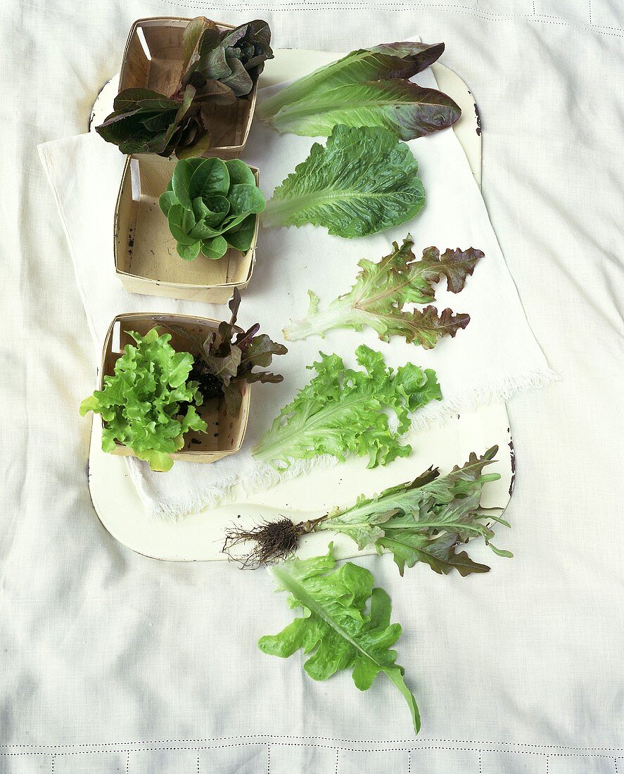 Lettuce plants and lettuce leaves