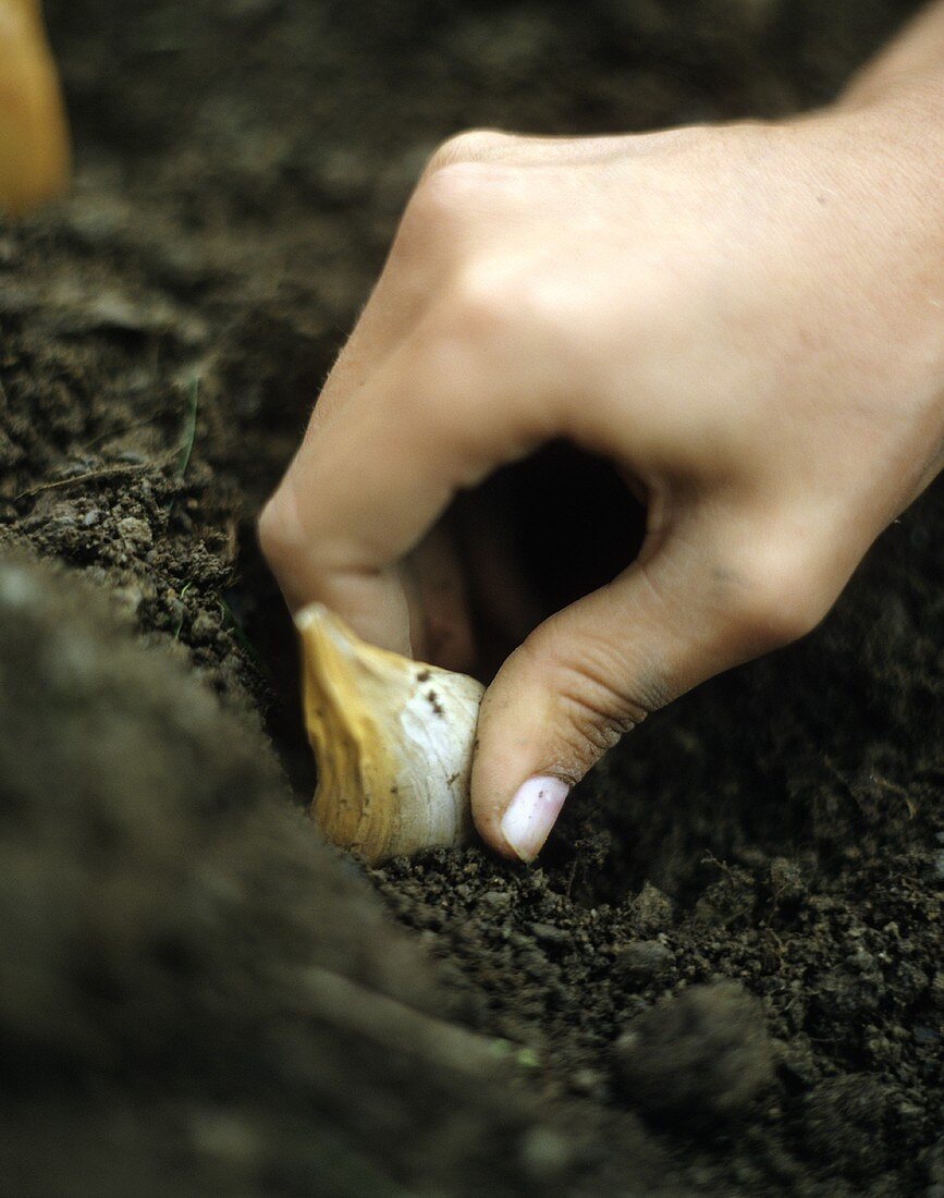 Hand planting clove of garlic in earth