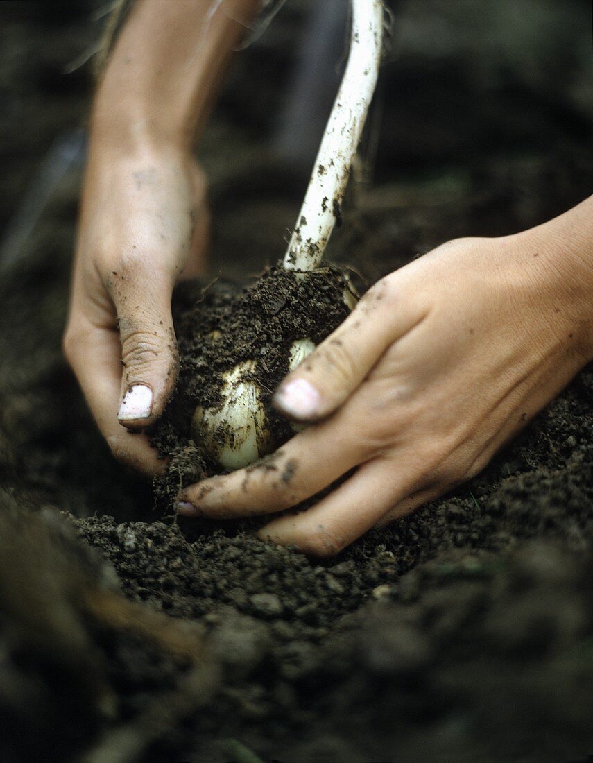 Hands digging garlic out of the earth