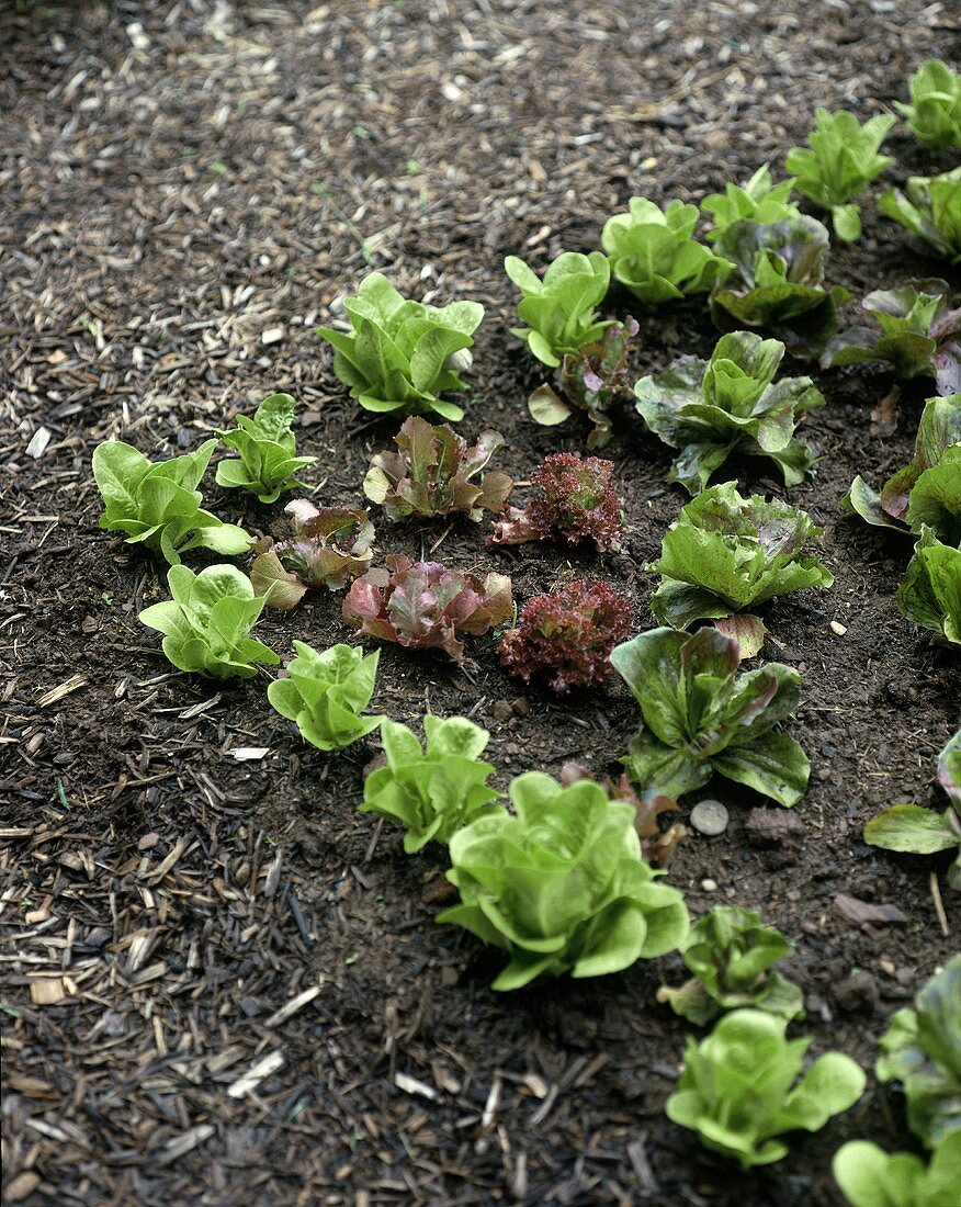 Various salad plants in vegetable garden