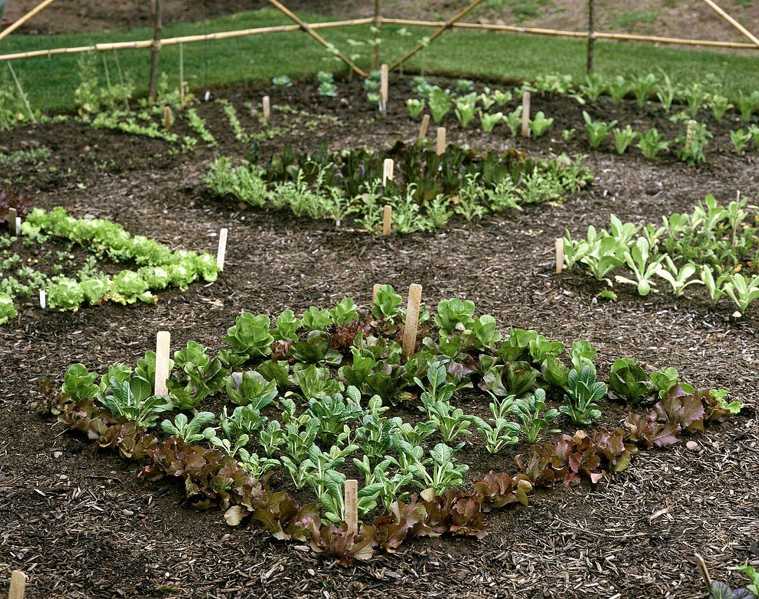 Beds of various salad and vegetable plants
