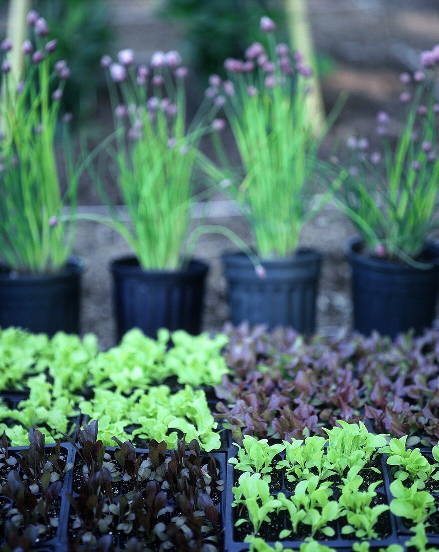 Various lettuce plants in plastic containers; chives