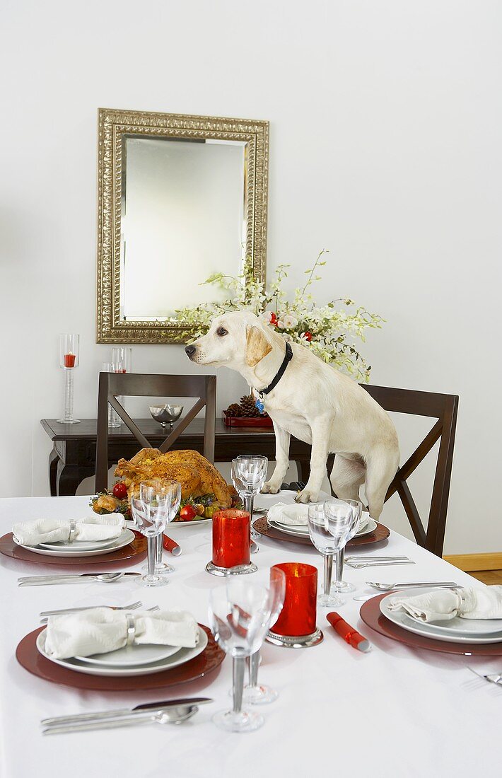 Labrador Standing with Two Front Paws on Christmas Table