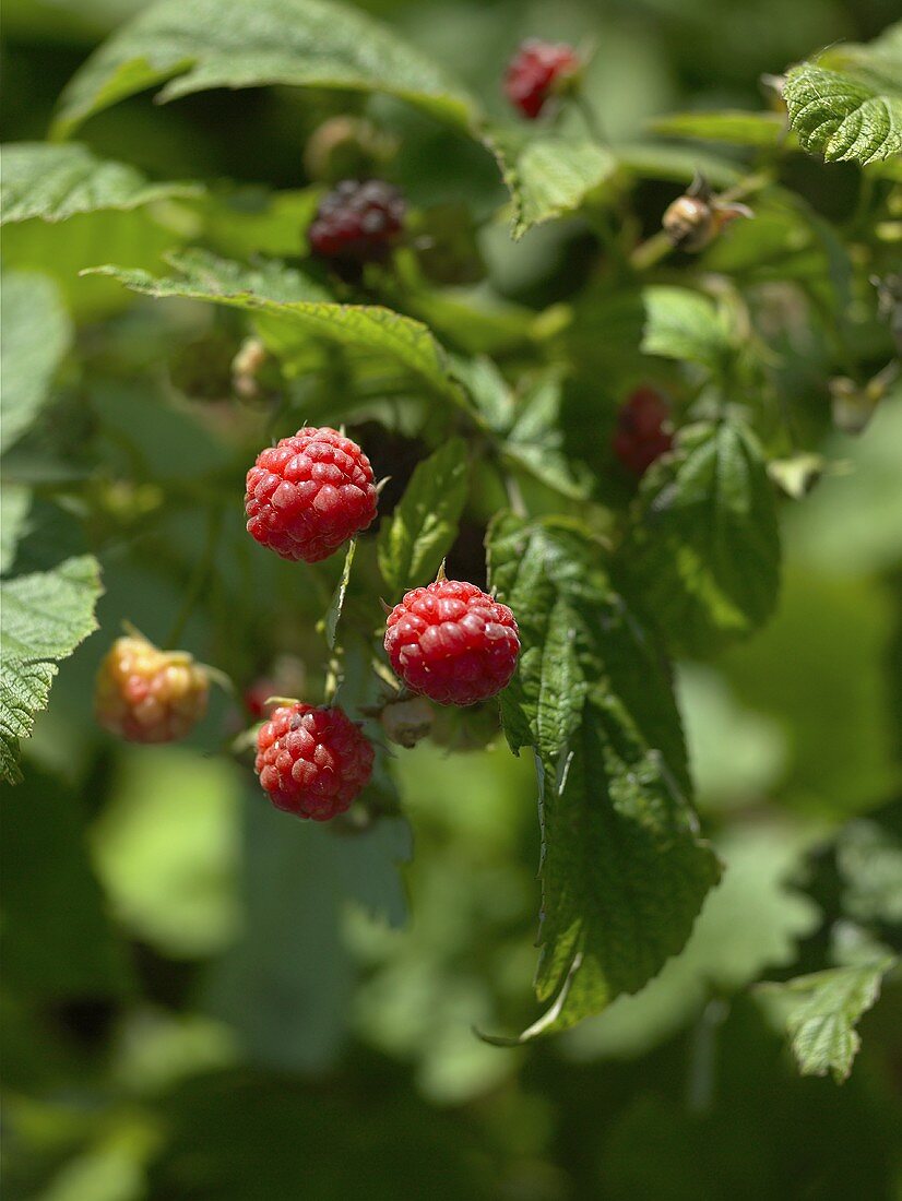 Raspberries on the bush